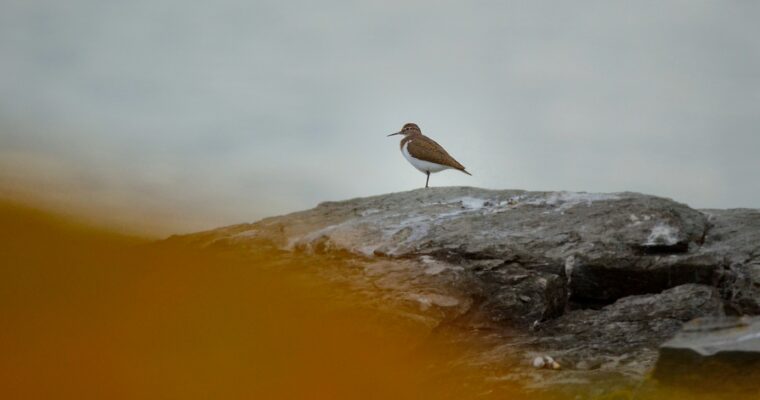 Sandpiper